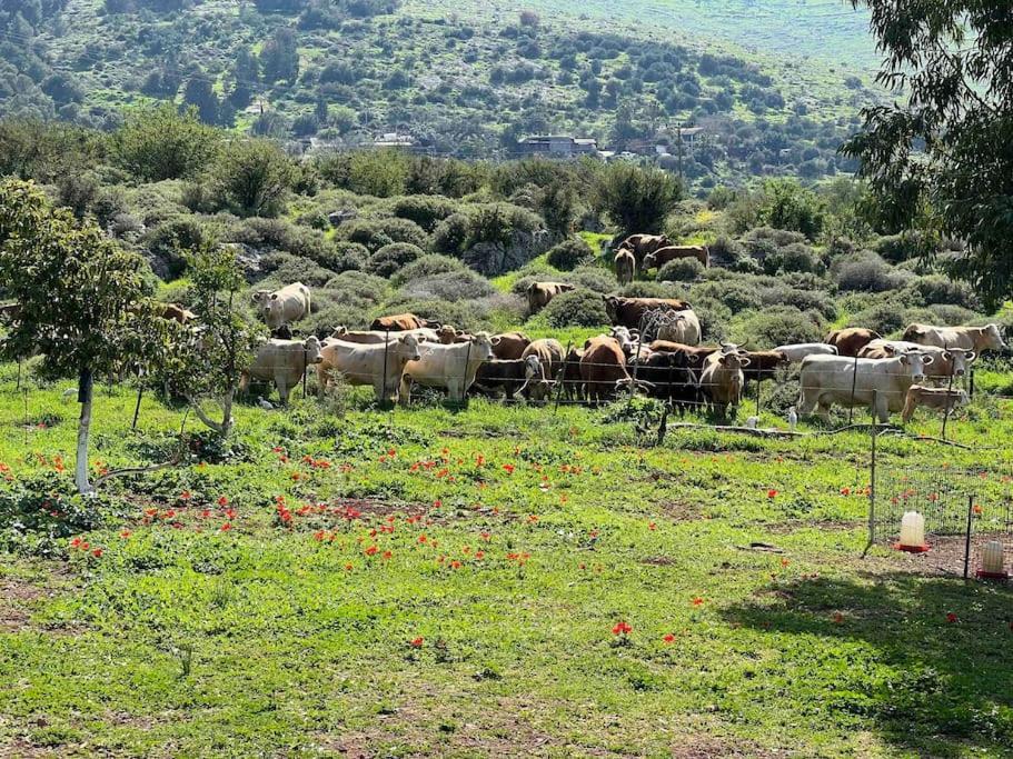 אחוזת היניבים Yaniv Estate Villa Nurit Екстериор снимка